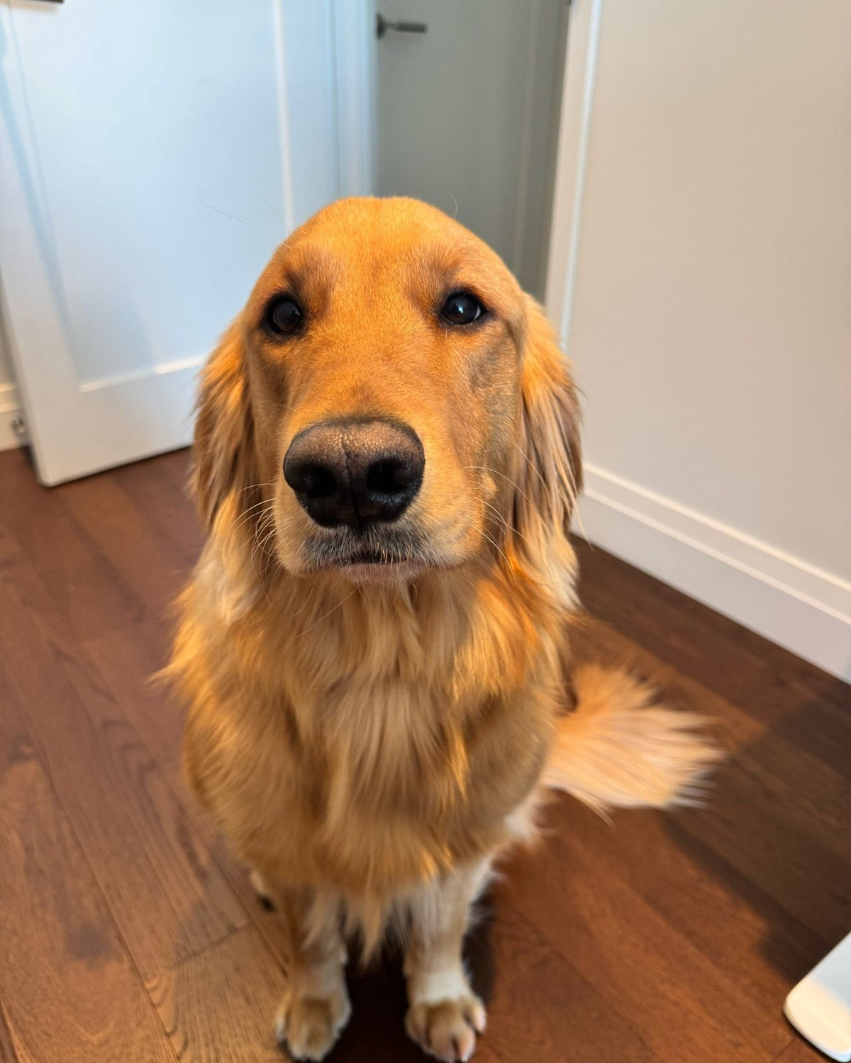 Reine, a red-gold golden retriever, sitting on a wood floor and looking up.